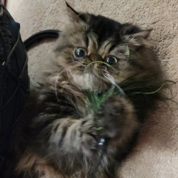 Cat Toy Wand Wispy Feather Bouncer New w/ Tag! - Picture 3 of 4